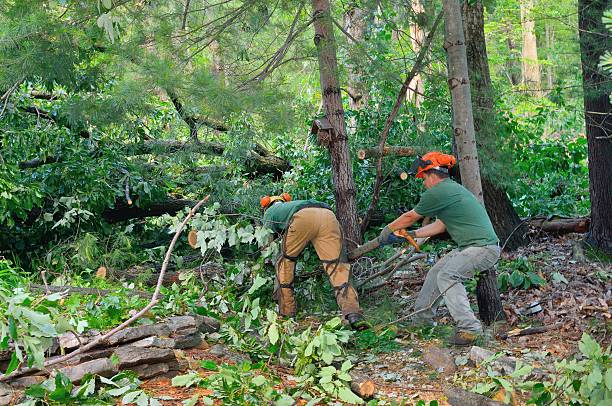 Tree Removal for Businesses in Blountville, TN